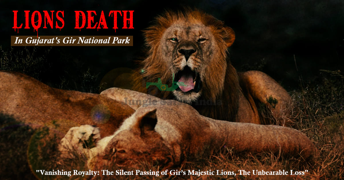 Lions Deaths in Gujarat's Gir National Park