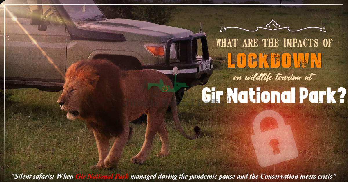 What are the impacts of lockdown on wildlife tourism at Gir National Park?