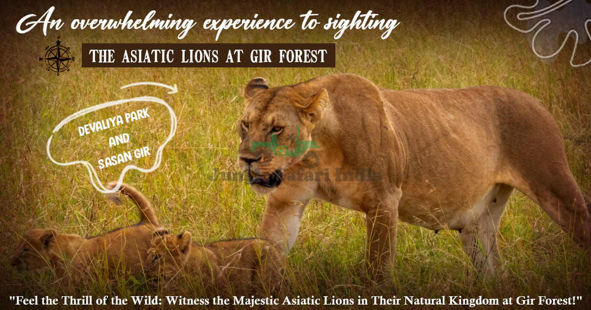 An Overwhelming Experience to Sighting the Asiatic Lions at Gir Forest