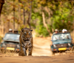 Gir National Park and We Two: A Rendezvous