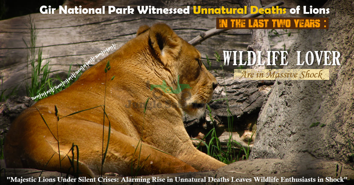 Gir National Park Witnessed Unnatural Deaths of Lions in the Last Two Years: Wildlife Lovers are in Massive Shock