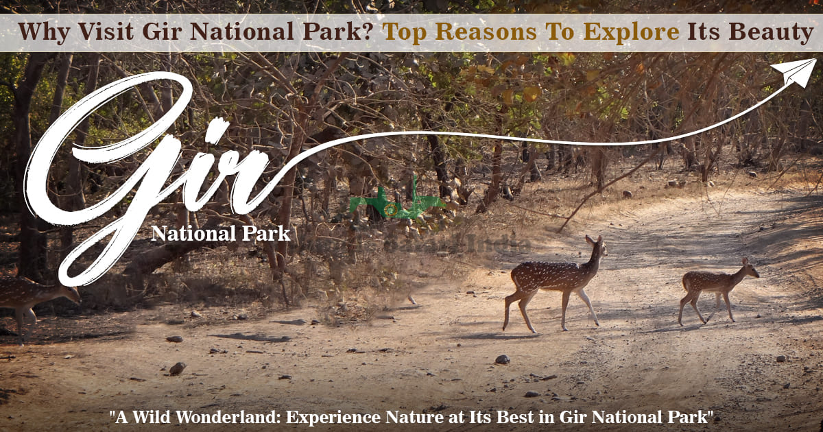 Why Visit Gir National Park? Top Reasons To Explore Its Beauty