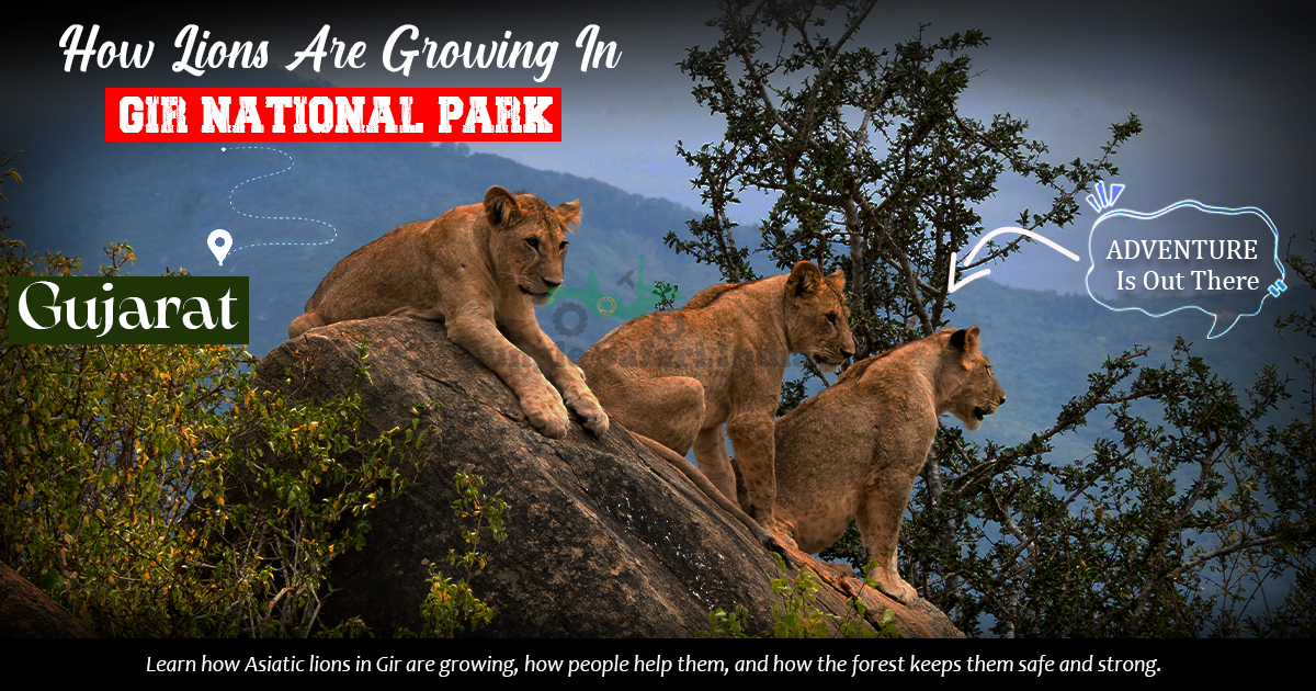 How Lions Are Growing In Gir National Park