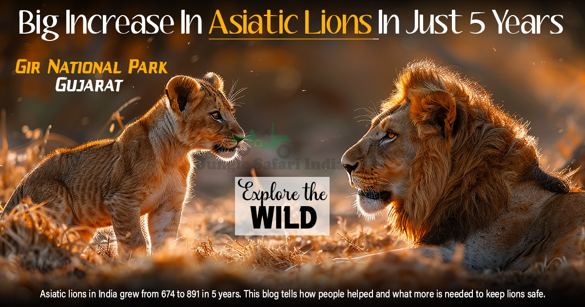 Big Increase In Asiatic Lions In Just 5 Years