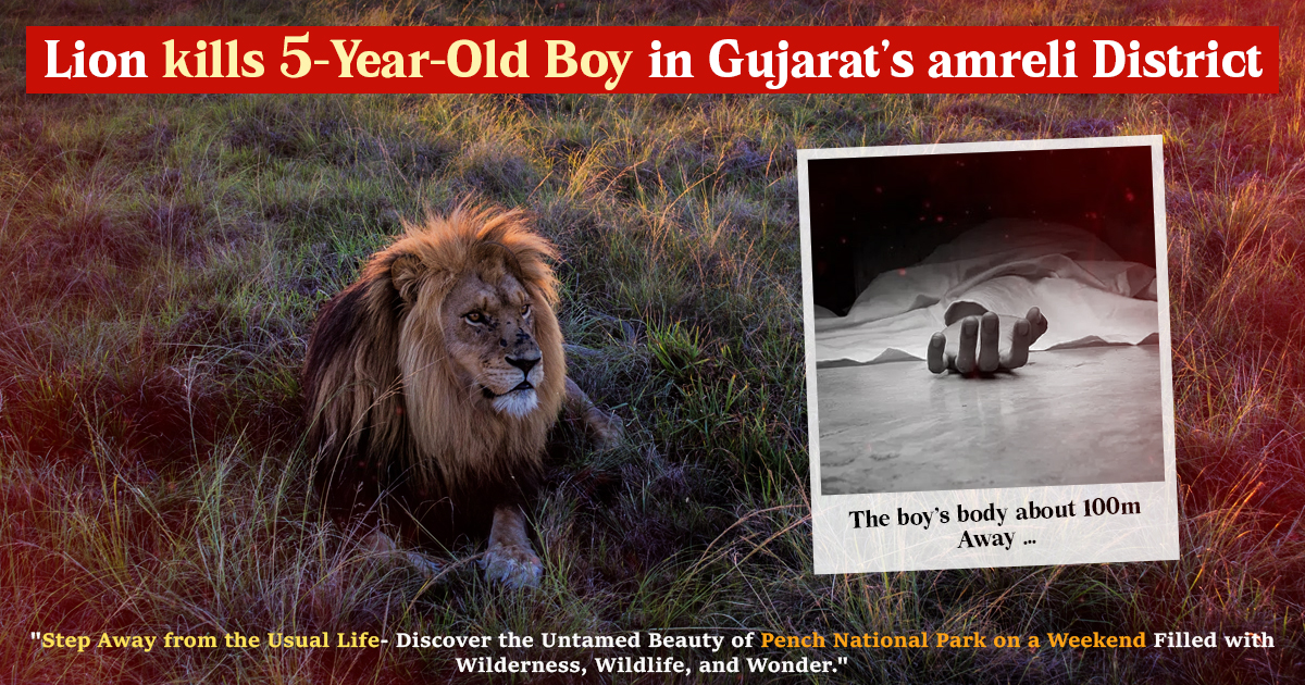 Lion Kills 5-Year-Old Boy In Gujarat’s Amreli District