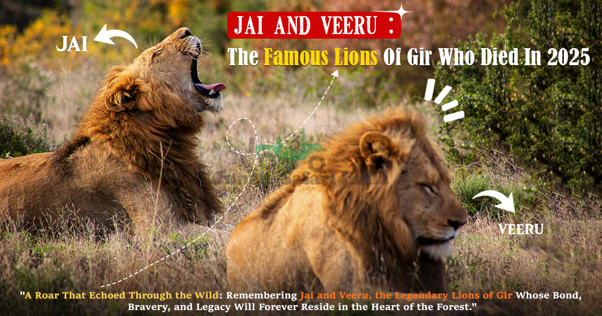 Jai And Veeru: The Famous Lions Of Gir Who Died In 2025