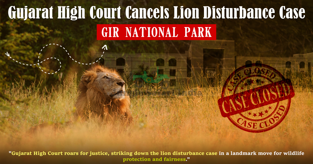 Gujarat High Court Cancels Lion Disturbance Case
