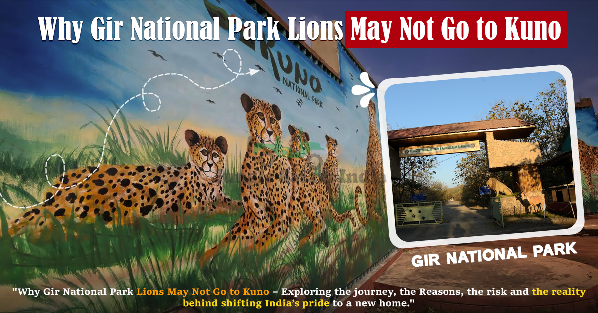 Why Gir National Park Lions May Not Go To Kuno