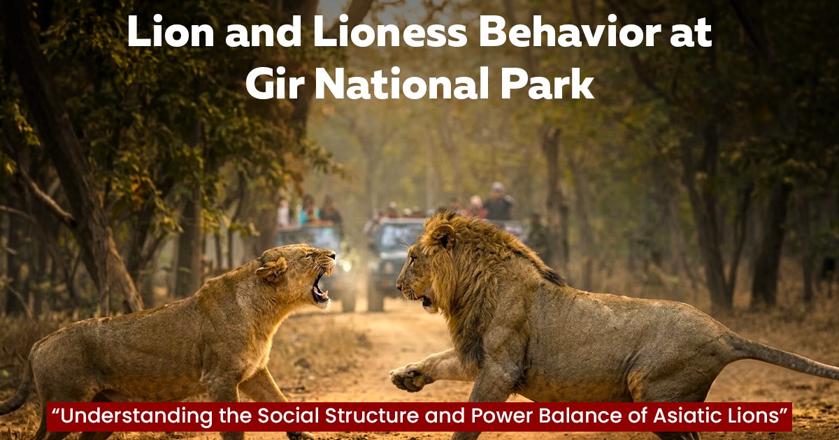 Lion And Lioness Behavior At Gir National Park