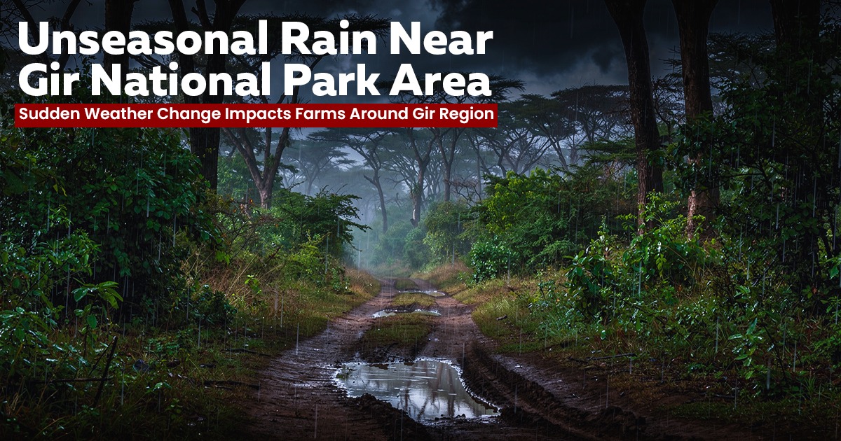 Unseasonal Rain Near Gir National Park Area