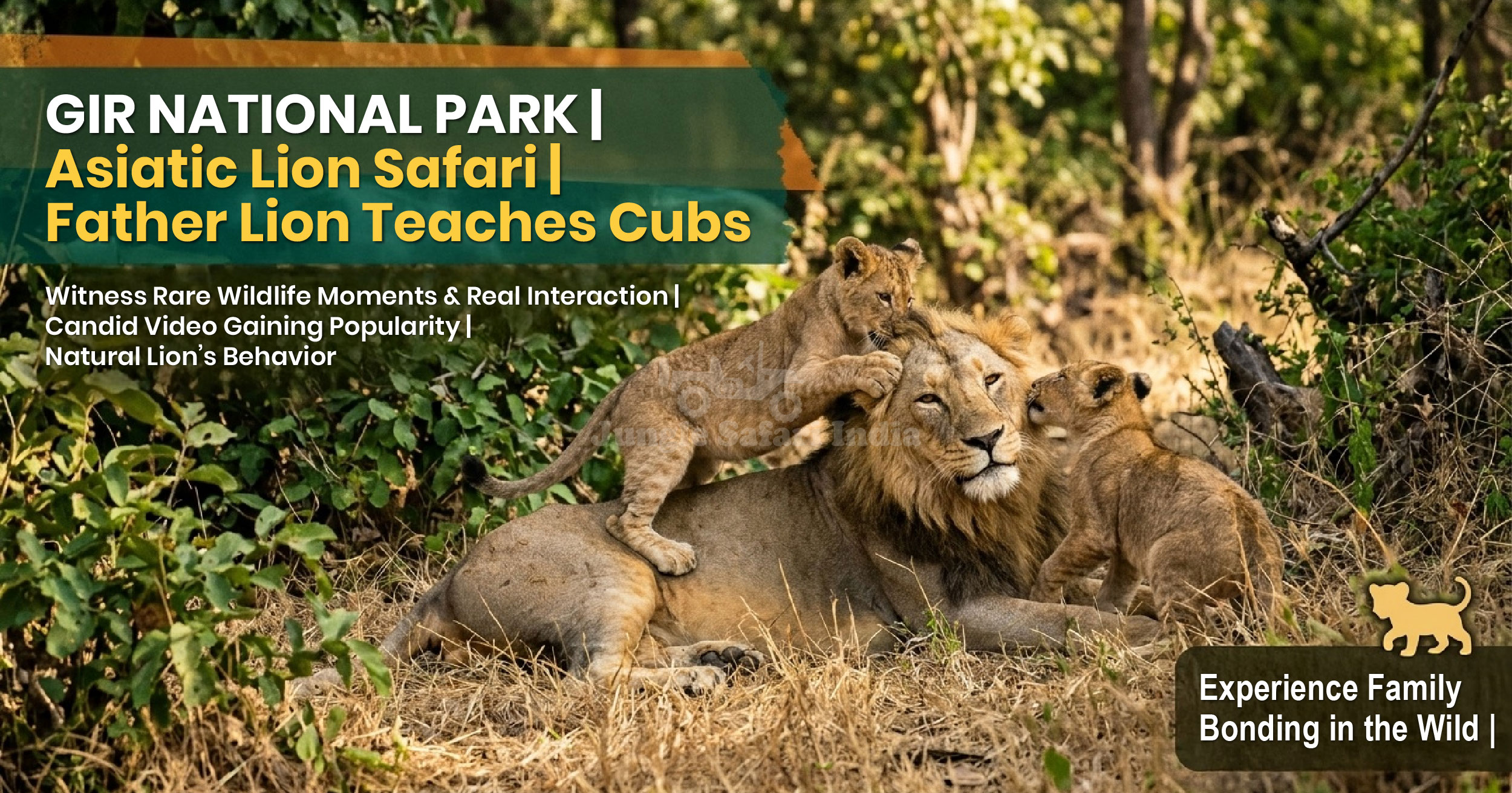 Father Lion Teaches Cubs In Gir National Park
