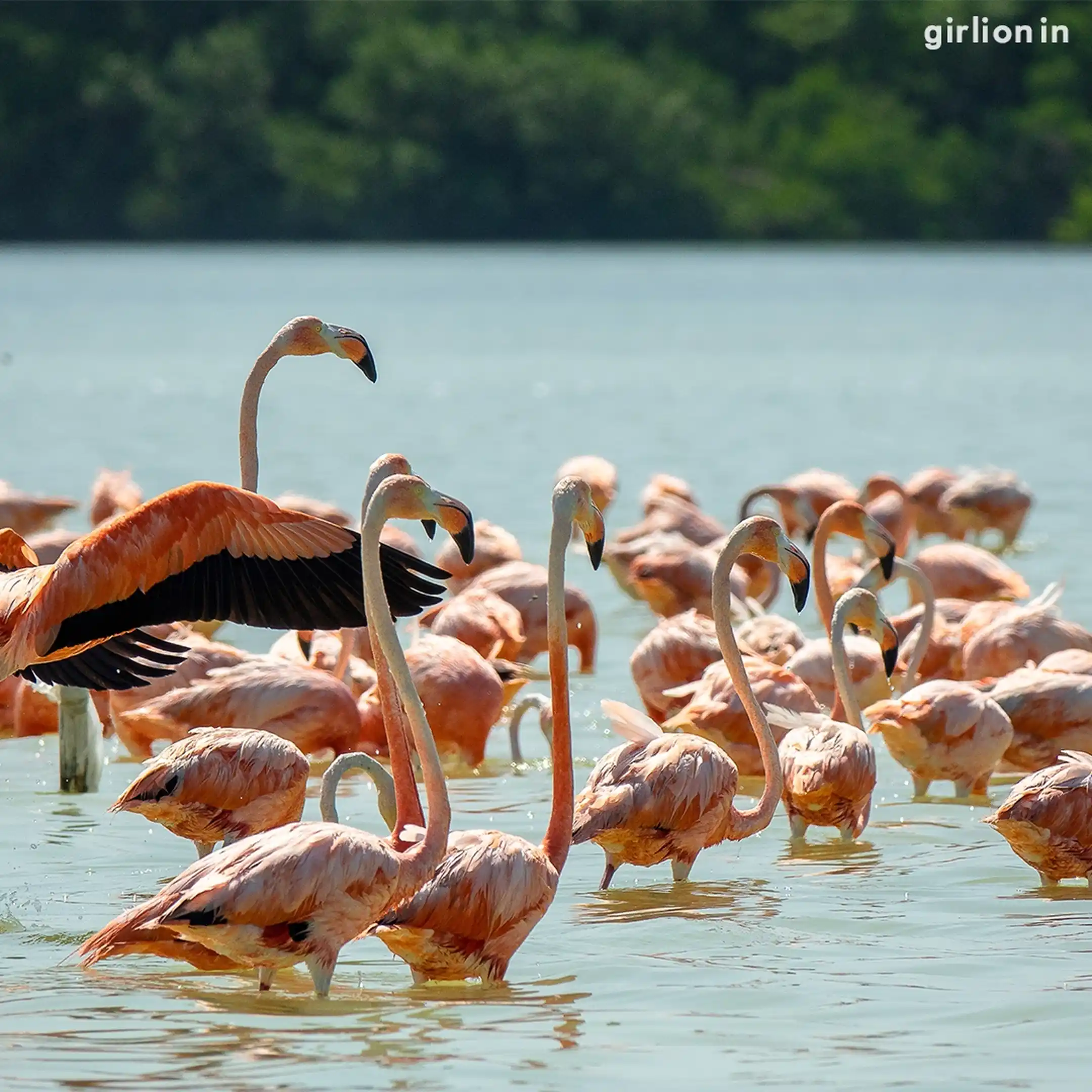 NalsarovarBirdSanctuary