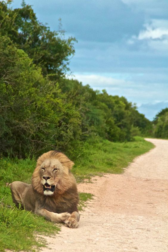 gir national park safari booking cost