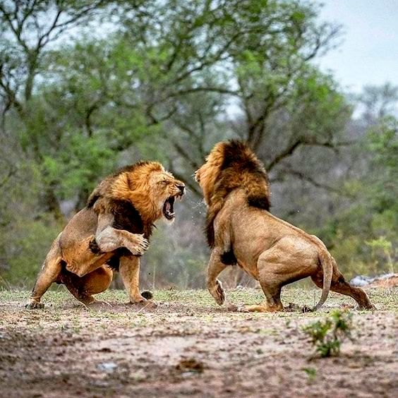 gir lion safari official website