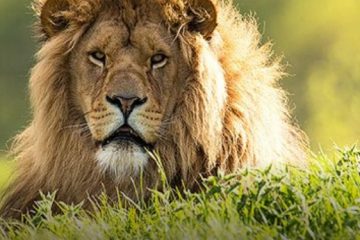 Gir National Park: The Abode of Asiatic Lions in India