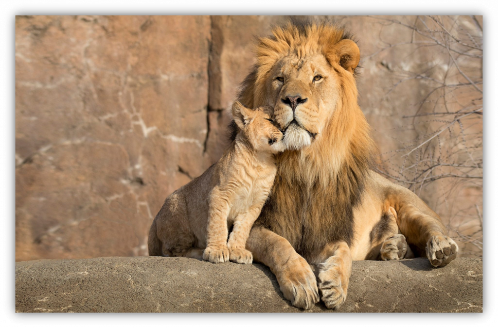 Photo Gallery: Sasan Gir Lion | Asiatic Lion | Indian Lion