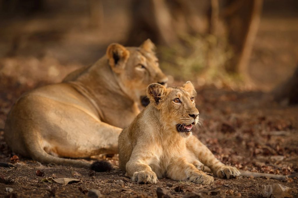 Gir National Park Safari